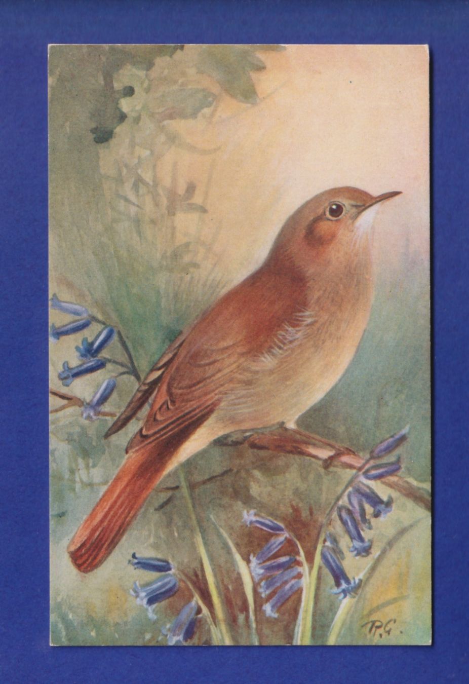 Ansichtskarten: OISEAU - Rossignol – Gebraucht aus Pully von nicecards-shop