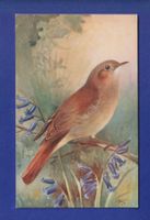 OISEAU - Rossignol