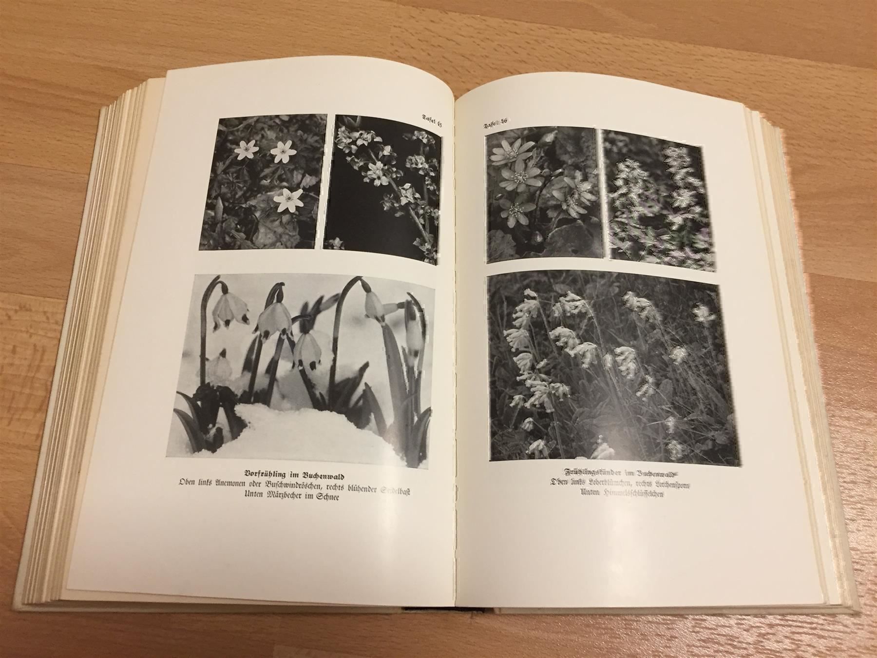 Libri: Das Buch vom deutschen Wald. 1936 – Usato da Cormagens venduto da Bonsai111 5