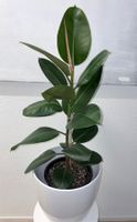 FICUS ELASTICA ROBUSTA Pflanze, Gummibaum 100 cm