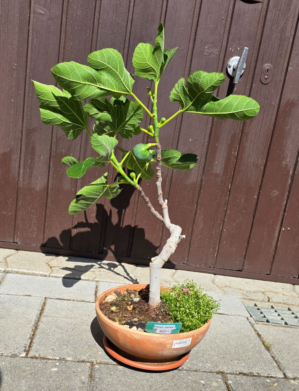 Piante & sementi: Feigenbaum Bonsai Art mit Früchten – Usato da Aarburg venduto da popkorn65 3