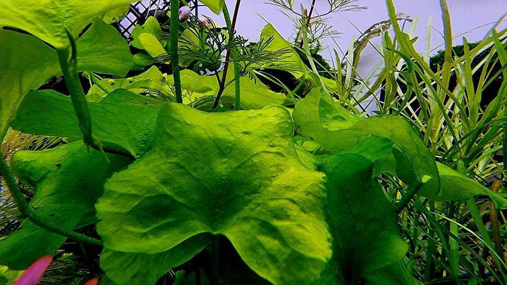 Esche: 57. Nymphoides sp. 'Taiwan' – Usato da Schwyz venduto da zpm3atlantis 1