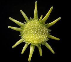 Piante & sementi: Sonnenpflanze Dorstenia indica – Nuovo (secondo la descrizione) da Geroldswil venduto da botanicals 4