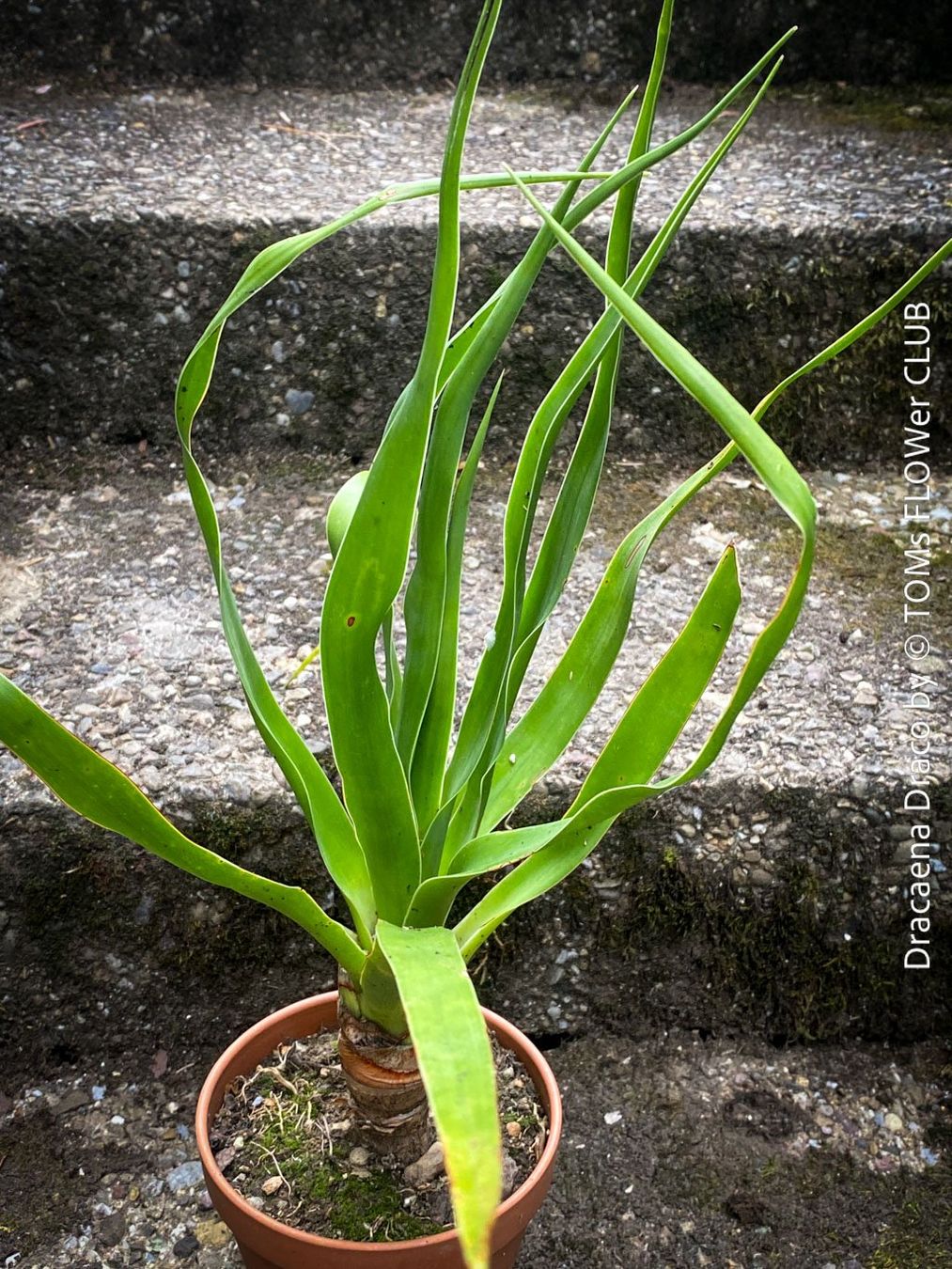 Piante & sementi: Dracaena Draco - Drachenbaum - Dein Pflanzenbegleiter – Nuovo e nell'imballaggio originale da Adliswil venduto da astom369 2