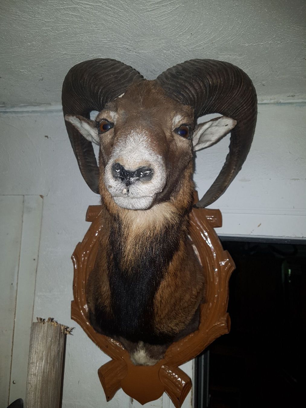 Welt der Tiere: Mufflon – Gebraucht aus Sils im Domleschg von platin01 1