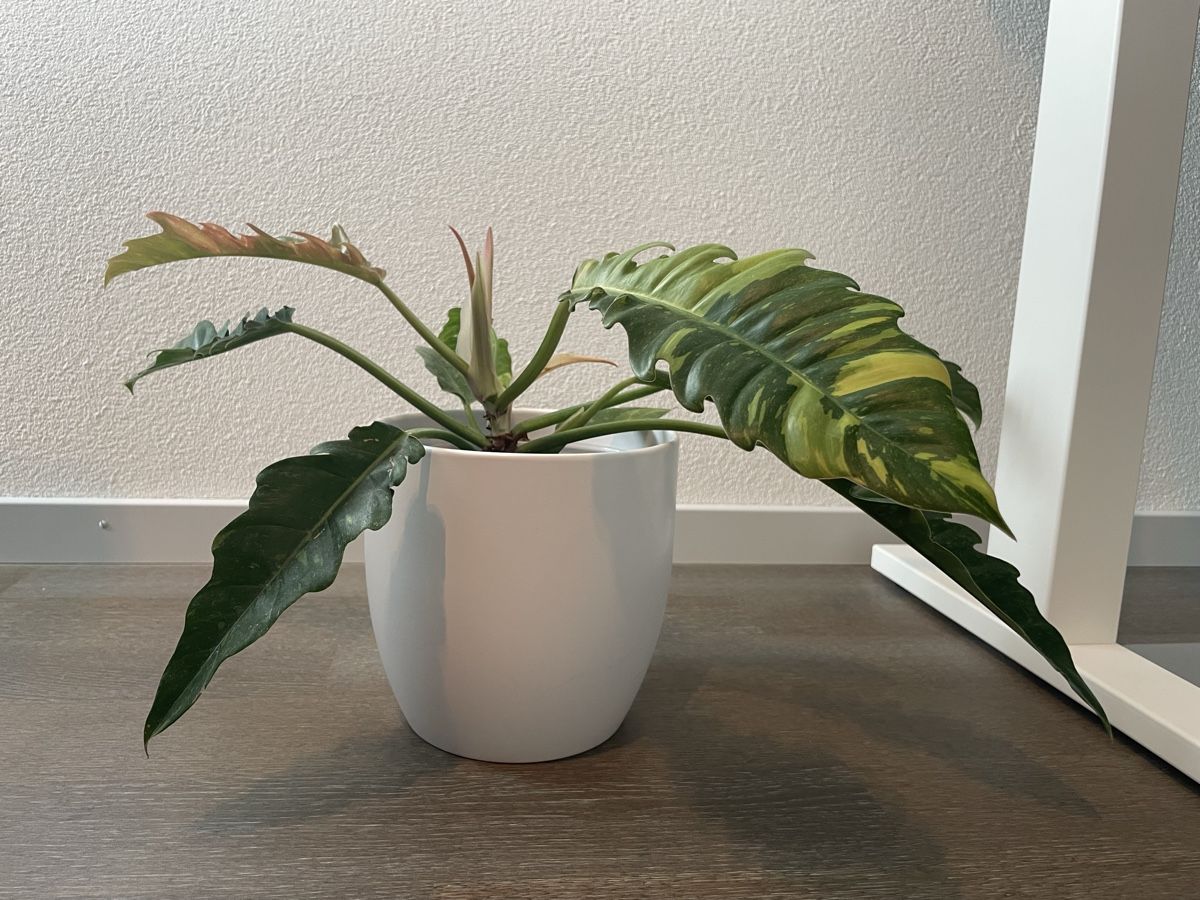 Piante & sementi: Philodendron ring of fire plant with pot – Usato da Uster venduto da momogarden 3