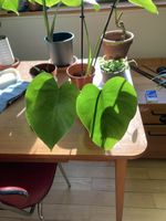 Monstera Deliciosa