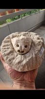 Fossiler Seltener Schnappschild- krötenschädel