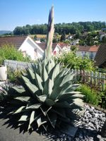1 Stk. Agaven Neomexicana – ssp. von A. Parryi Winterhart 3J