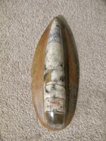 Orthoceras Fossil Tintenfisch poliert braune Gesteinsmatrix