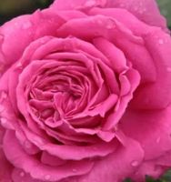 Rose Theahybrid "TRANDAFIR" Farbe PINK (Stamm 50cm +Wurzel)