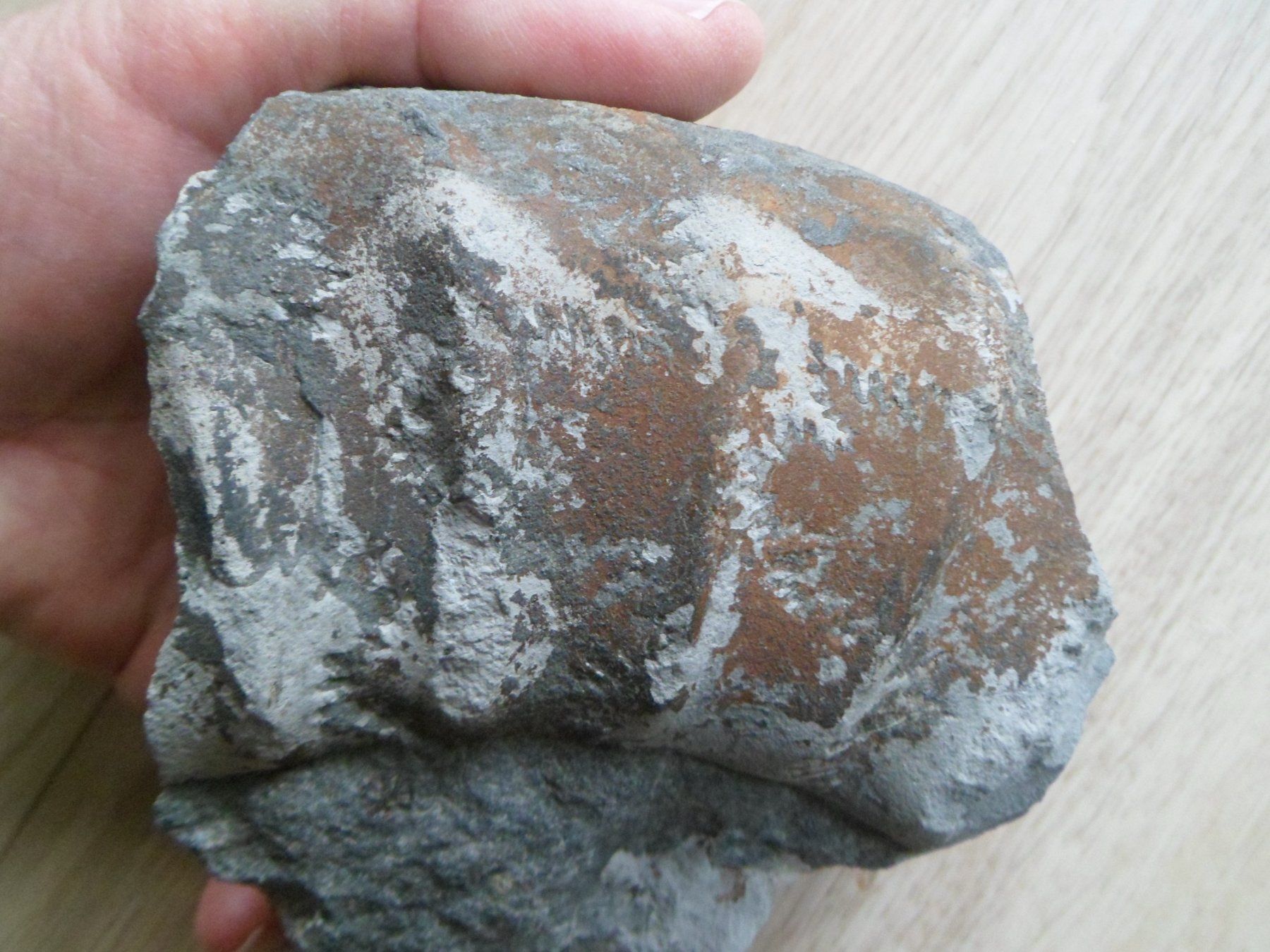 Fossilien: Calcit + Ankerit / Dolomit Schweiz – Gebraucht aus Affoltern am Albis von Fossil60 4