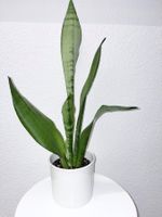Sansevieria Moonshine Plant Pflanze with plastic cache pot