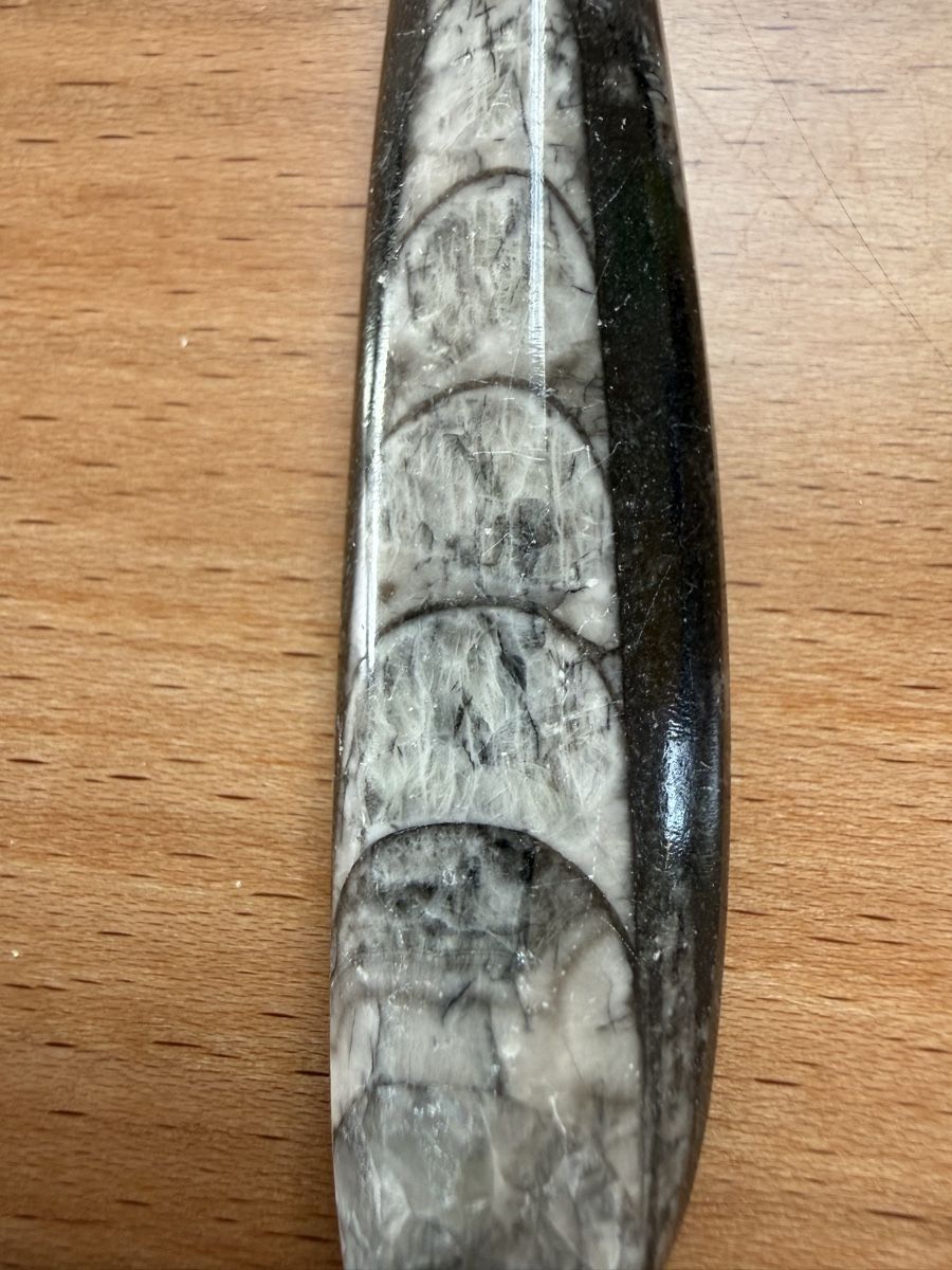 Fossili: Orthoceras-Kopffüsser – Usato da Grenchen venduto da Bastet007 3
