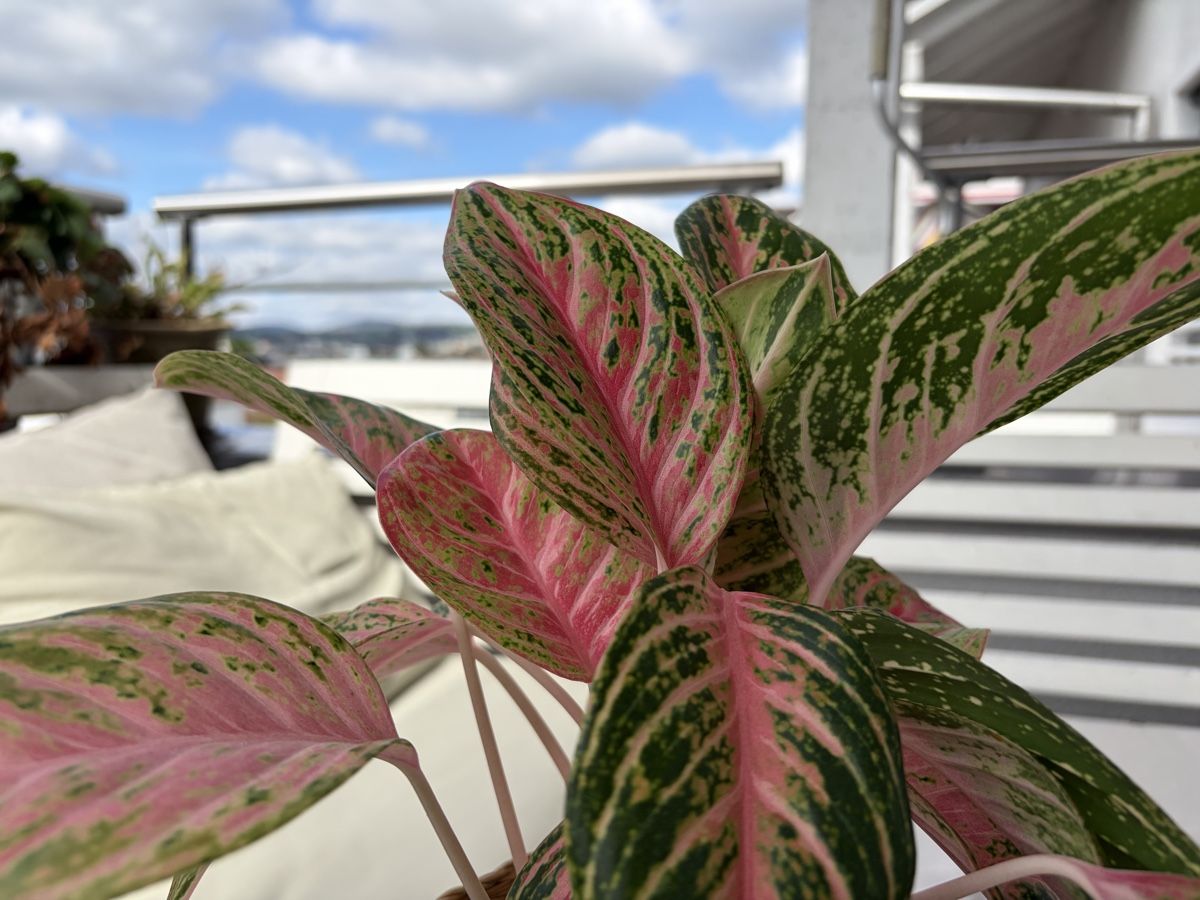 Plantes & graines: Aglaonema Cocomelon mit Topf – D'occasion à Baar par annasorbian 6