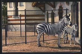 AK Basel, Zoologischer Garten, Zebra