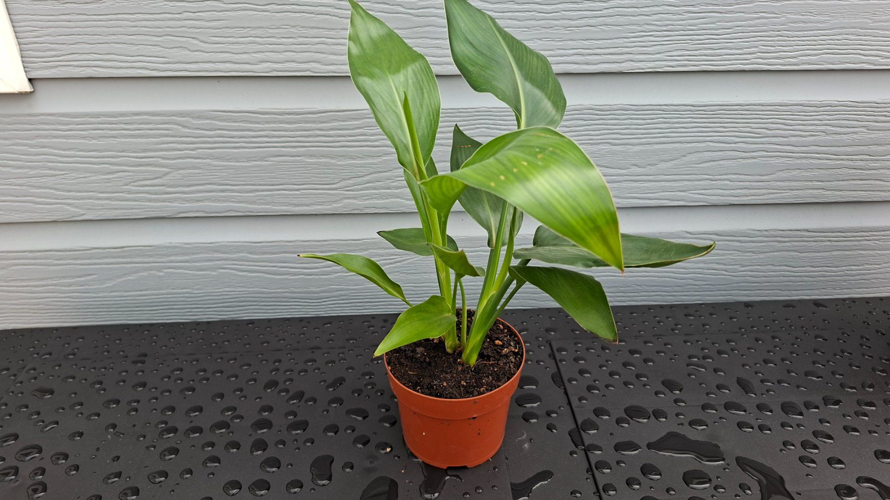 Plantes & graines: Strelitzia nicolai – D'occasion à Les Brenets par glo_267f