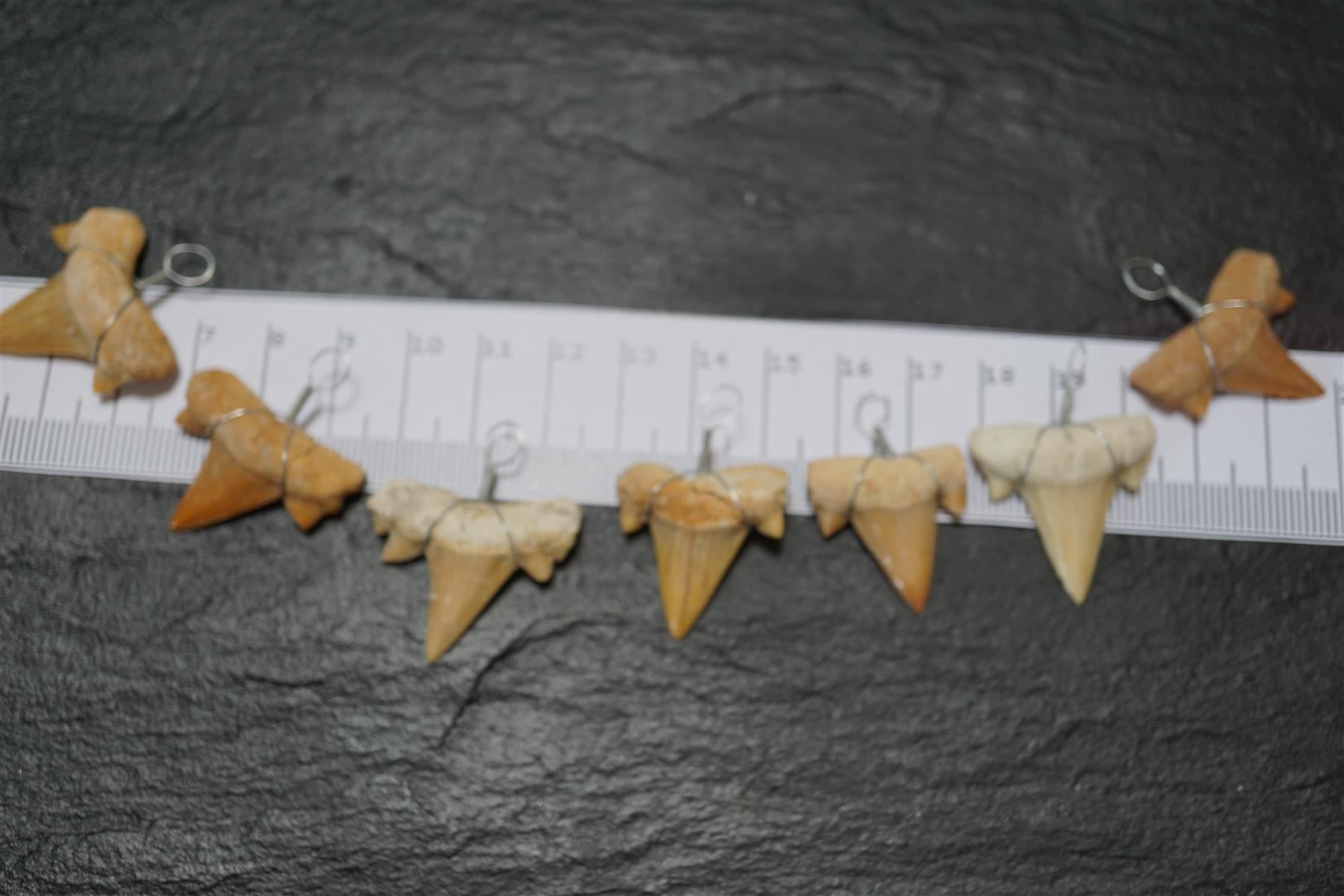 Fossili: Haifischzahn Fossil  Anhänger – Nuovo e nell'imballaggio originale da Eschenbach SG venduto da topstone 6
