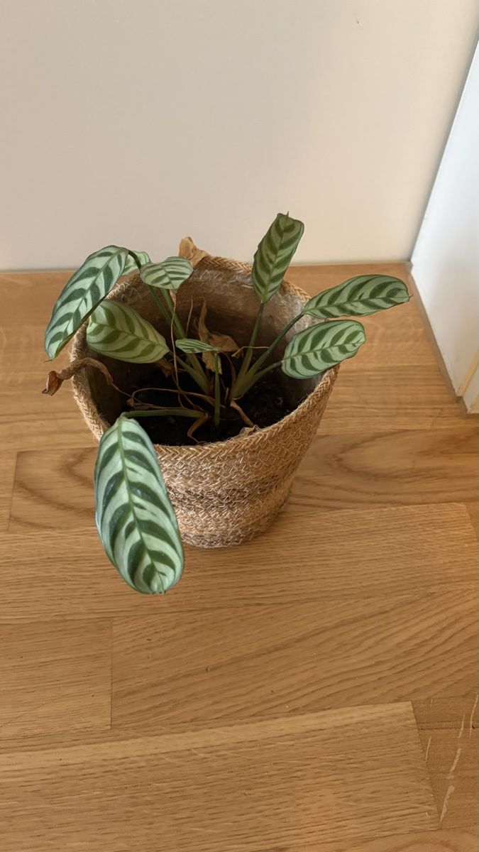 Pflanzen & Samen: Zimmerpflanze klein – Gebraucht aus Bern von best.secondhand