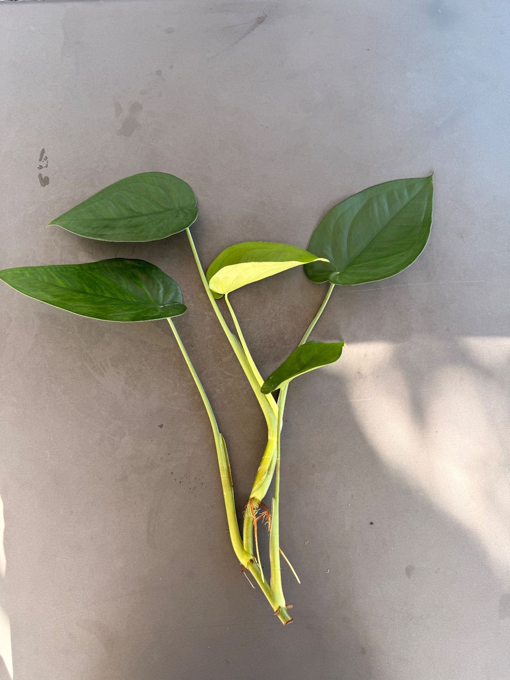 Piante & sementi: Syngonium Chiapense (Kopfsteckling!) – Usato da Rafz venduto da jca_98p5