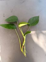 Syngonium Chiapense (Kopfsteckling!)