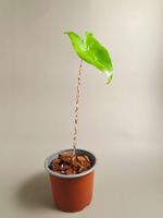 Alocasia zebrina Baby #2