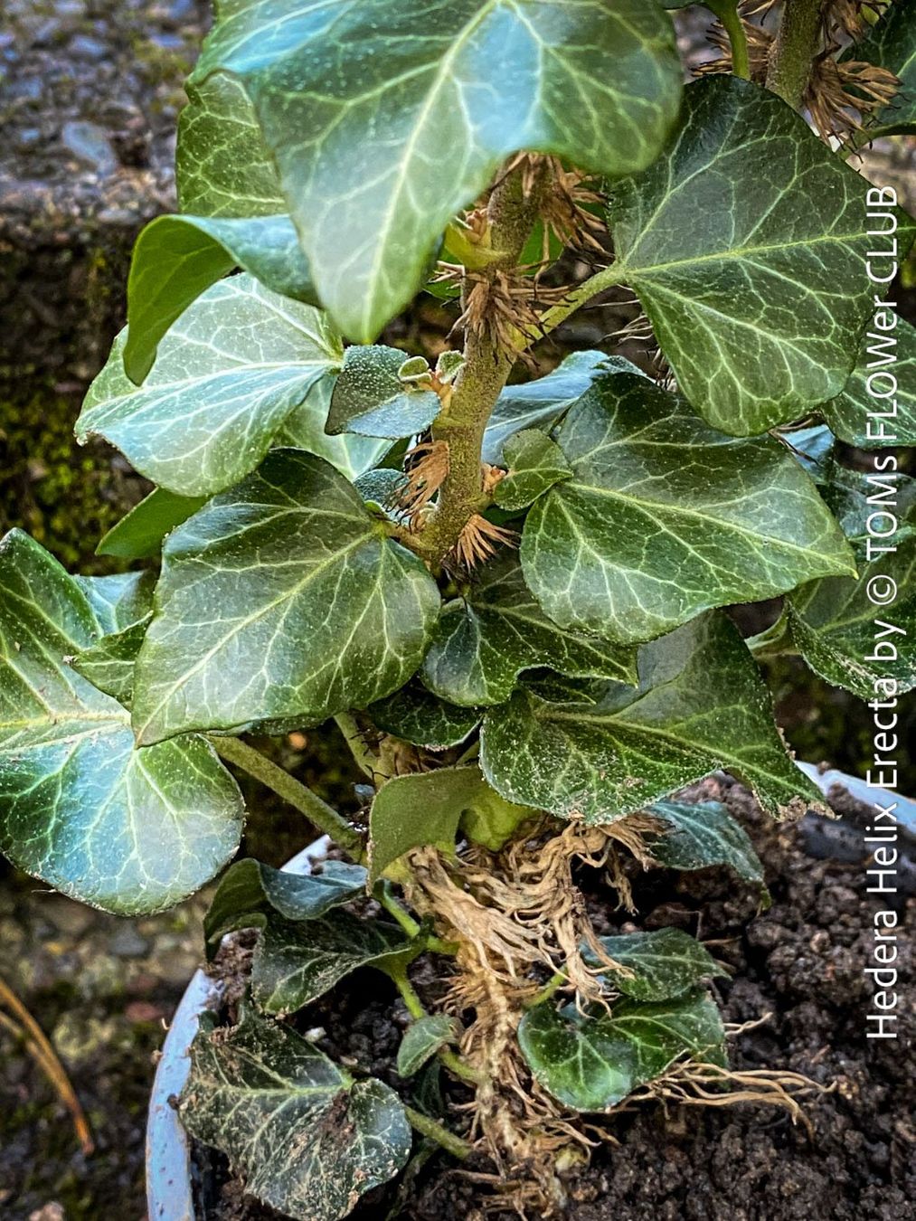 Piante & sementi: Hedera Helix Erecta - architektonischer Efeu – Nuovo e nell'imballaggio originale da Adliswil venduto da asTOMas963 3