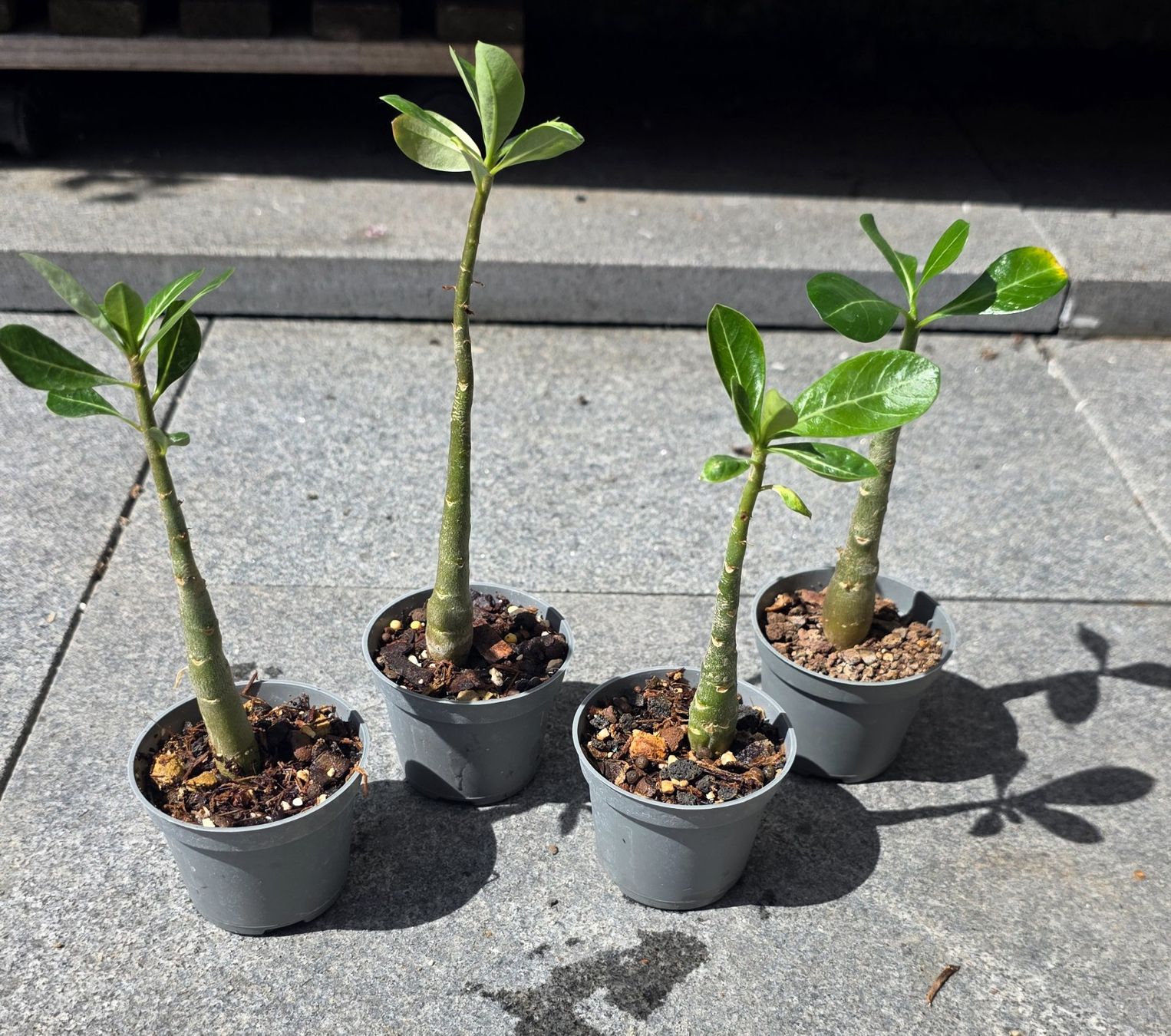 Pflanzen & Samen: Adenium Obesum Sämling – Neu (gemäss Beschreibung) aus St.Erhard von Plumilandschweiz 3