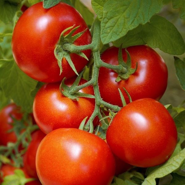 Piante & sementi: 50 Samen STUPICE Tomate Alte Sorte CZ – Nuovo (secondo la descrizione) da Ehrendingen venduto da VerveinaSamen