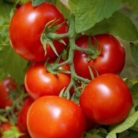 50 Samen STUPICE Tomate Alte Sorte CZ