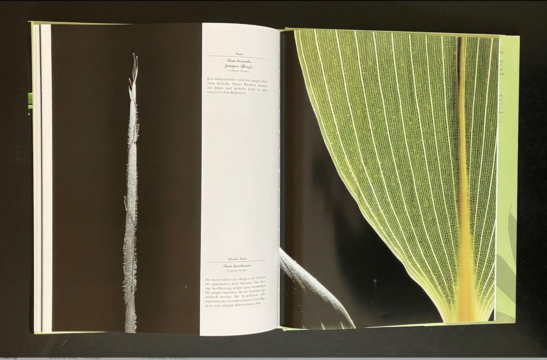 bambus . evergreen verlag (Gebraucht) in Allschwil fr CHF 20  nur  Abholung auf Ricardo kaufen