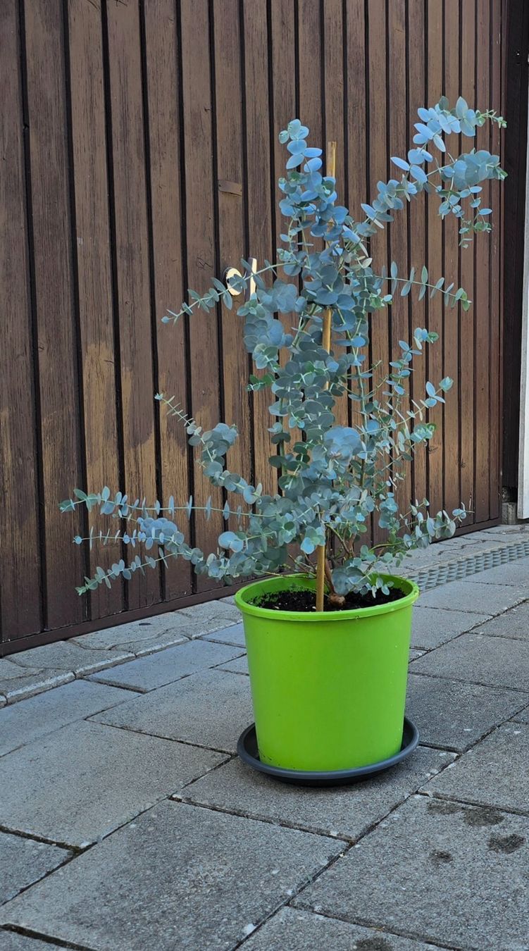 Plantes & graines: Schöner Eukalyptus (Eucalyptus gunnii) – Neuf (Voir description) à Aarburg par popkorn65 2
