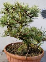 Bonsai