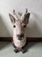 Taxidermy Roe Deer Head with Antlers – Wooden Plaque