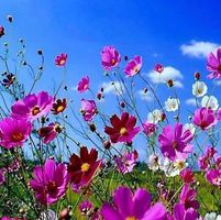 Ab 5.- fr 10 COSMEA SAMEN Cosmea GRAINES SEMI SEEDS