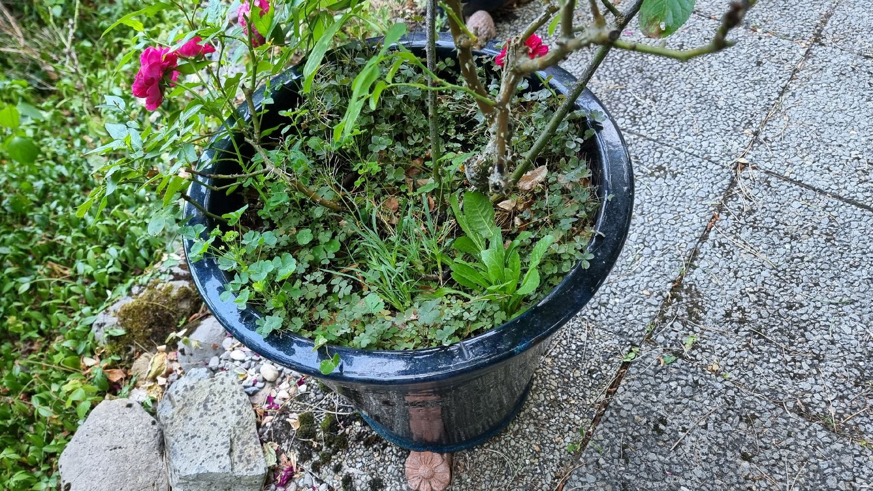 Blumentöpfe: Keramiktopf dunkelblau – Gebraucht aus Twann von MW51 4