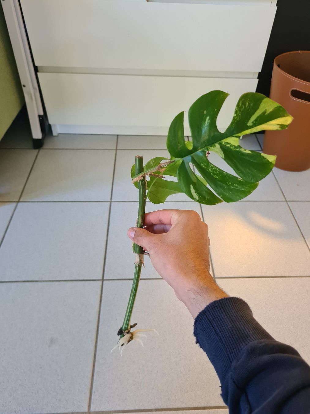 Pflanzen & Samen: Monstera Minima Variegata – Gebraucht aus Endingen von ale_jjv2 1