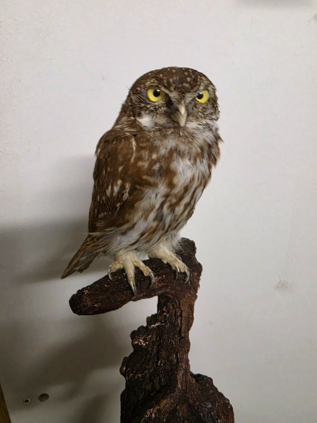 Il mondo degli animali: Präparat Sperlingkauz – Usato da Oberrindal venduto da Ketupu