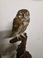 Präparat Sperlingkauz