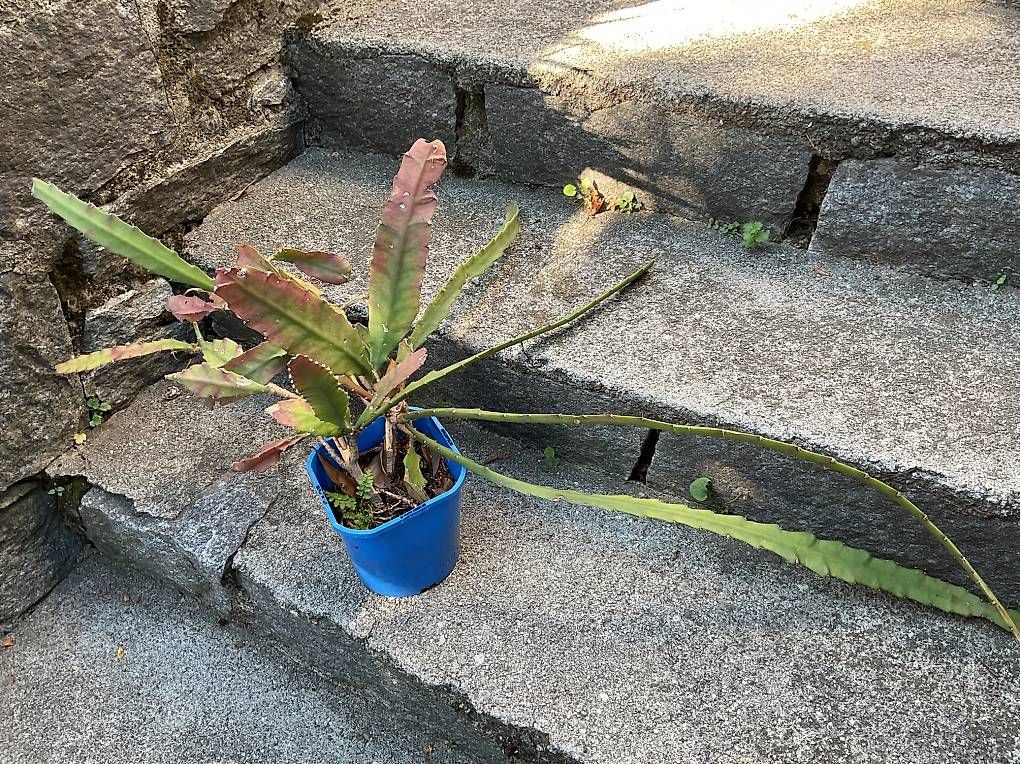 Piante & sementi: Pianta grassa – Nuovo e nell'imballaggio originale da Gudo venduto da ele_7h2r 2