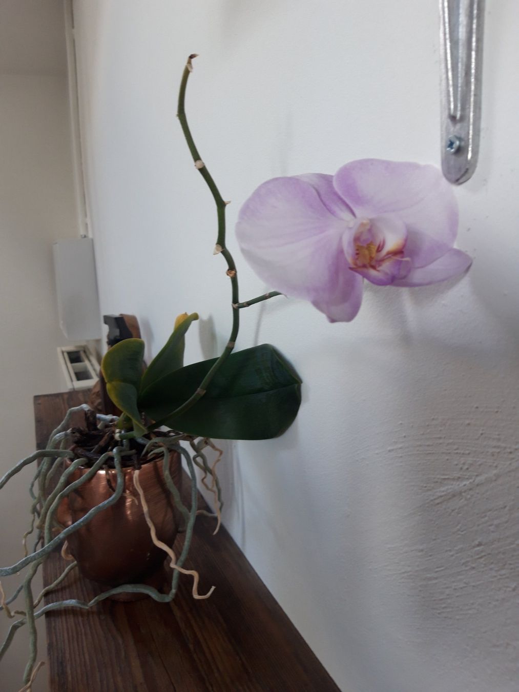 Pflanzen & Samen: Zimmerpflanze Pflanze Orchidee ohne Topf – Gebraucht aus Feuerthalen von tanatha_st 1