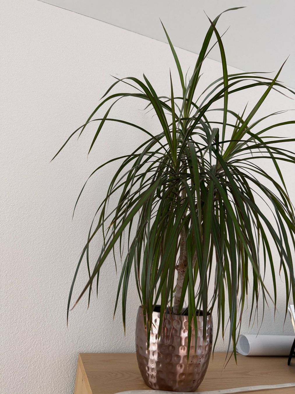 Piante & sementi: Drachenbaum (Dracaena marginata) ca. 80cm inkl. Übertopf – Usato da Aarau Rohr venduto da HappyKoala 1