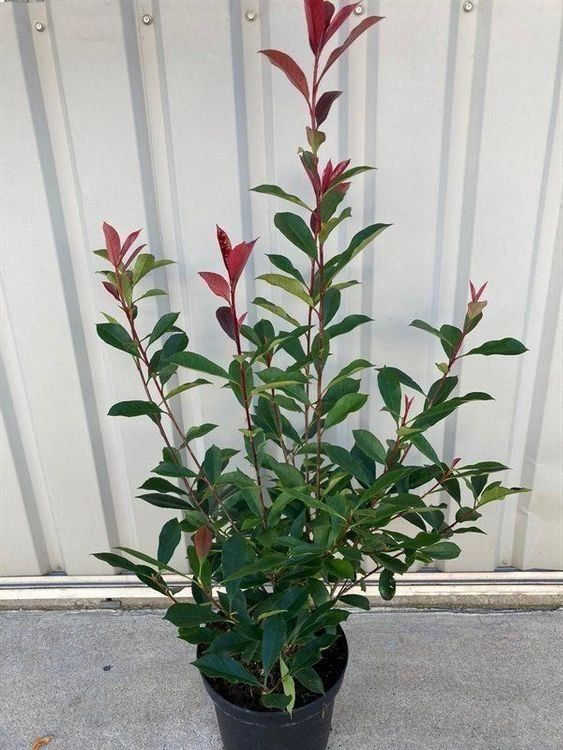 Piante & sementi: Photinia fraseri "Red Robin" 80-100cm – Nuovo (secondo la descrizione) da Sursee venduto da pflugshaupt01