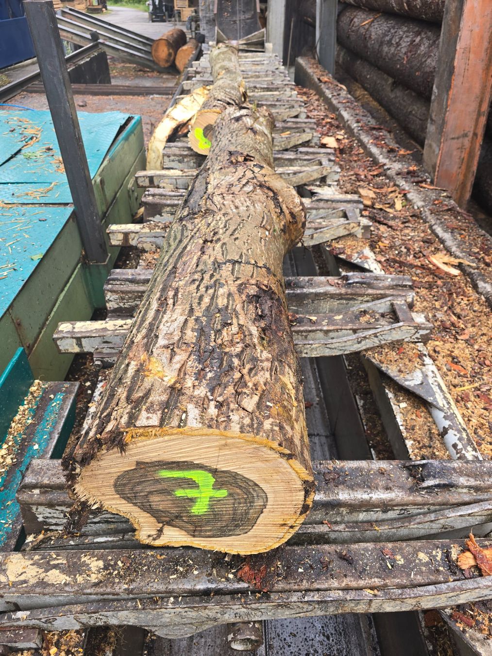 Articoli in legno: Nussbaumstamm Nr.7 – Nuovo (secondo la descrizione) da Ramsei venduto da Waelchris