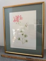 Sue Bartrop Botanical Art Sydney Pelargonium 1998