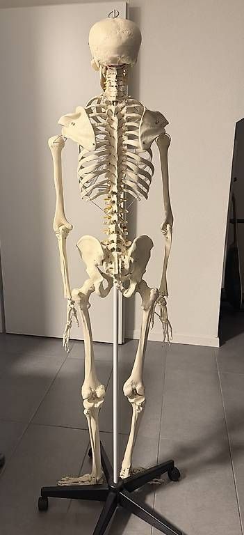 Tecnologia medica: Anatomie - Squelette complet en plastique – Usato da Cortaillod venduto da Sowhat717 1