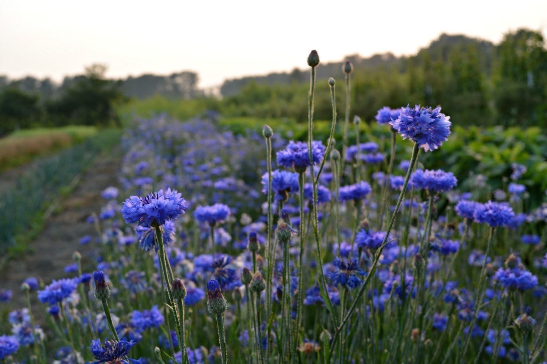 Pflanzen & Samen: 200 Samen Kornblume BLUE BOY – Neu (gemäss Beschreibung) aus Ehrendingen von VerveinaSamen 4