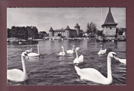 MORGES - Port et Château - Les Cygnes
