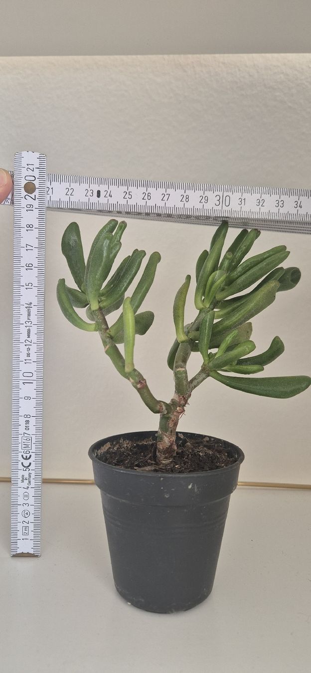 Plantes & graines: Sukkulente im Topf,, ca. 18cm – D'occasion à Zürich par 833_w68v 2