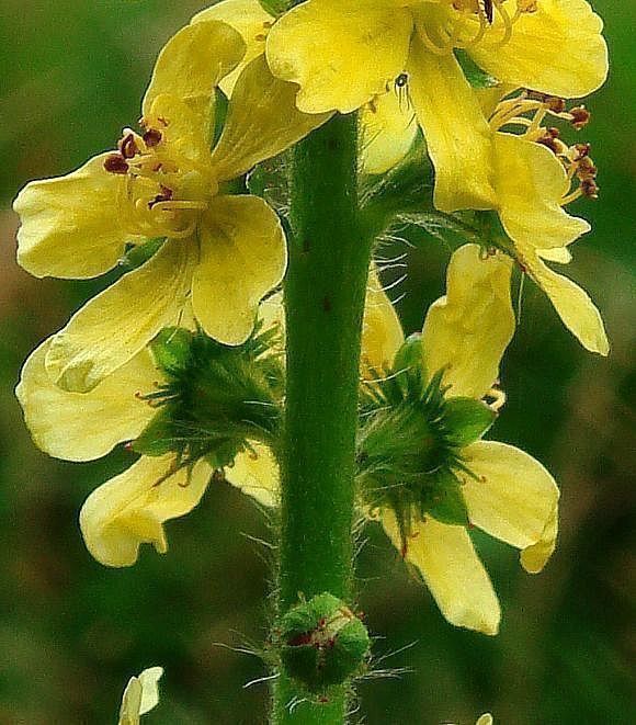 Pflanzen & Samen: 50 Samen Agrimonia Eupatoria – Neu (gemäss Beschreibung) aus Ehrendingen von VerveinaSamen 3